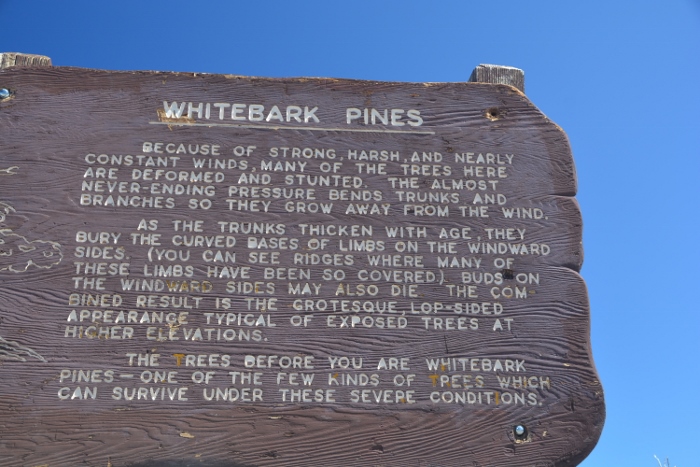signage on Whitebark Pines